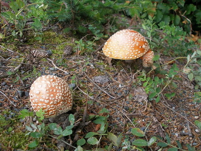 2006-08-12 Haines, AK 40