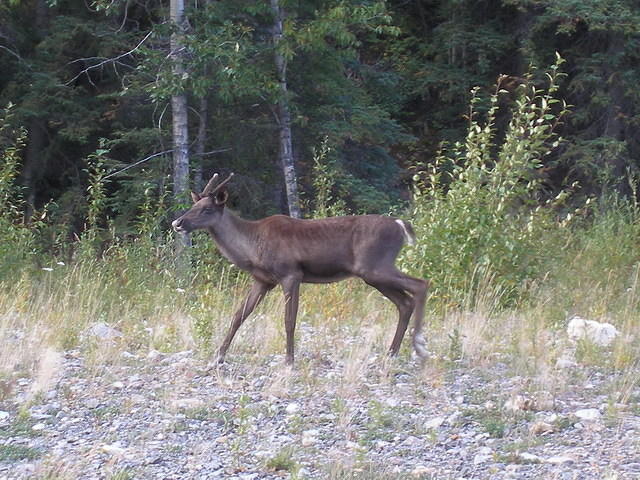 2006-08-25 Along the Alaskan Highway, YT-BC, Canada 40