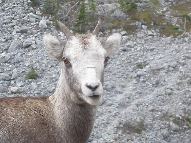 2006-08-25 Along the Alaskan Highway, YT-BC, Canada 56