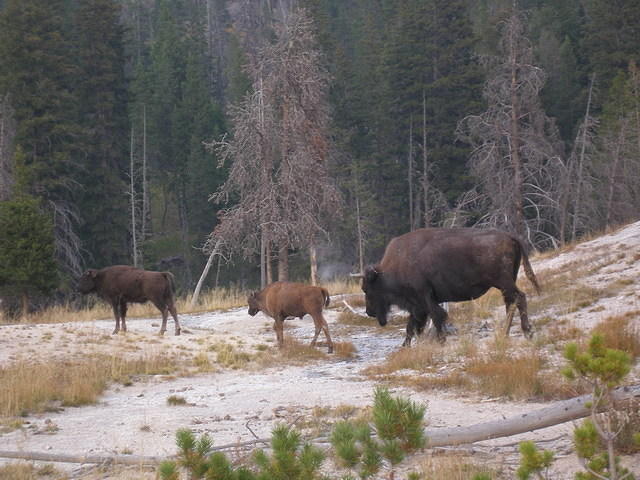 2006-09-04 Yellowstone National Park, Wyoming 095