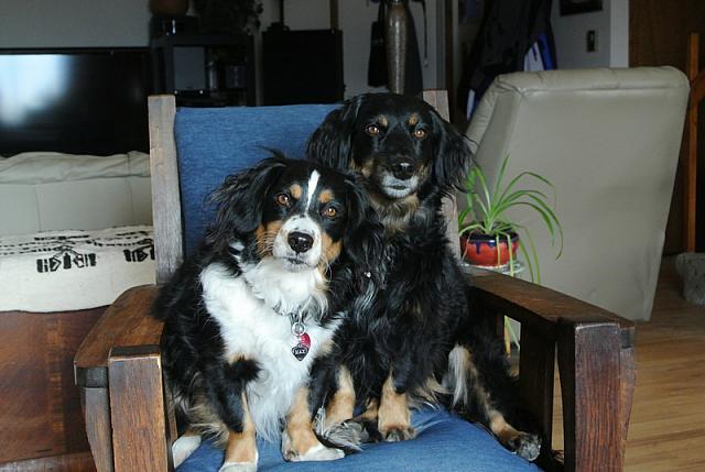 2013-03-16 Max and Millie photo shoot 025