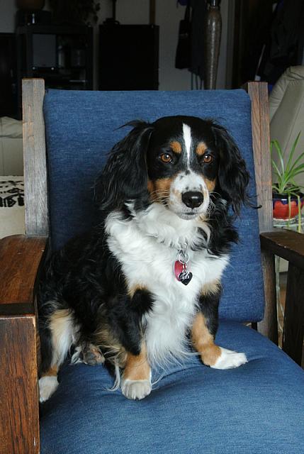 2013-03-16 Max and Millie photo shoot 033