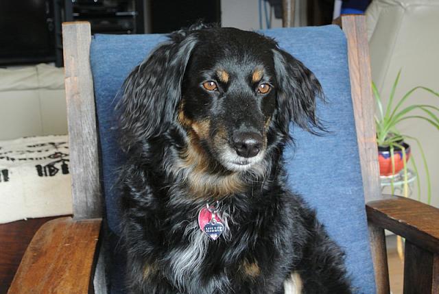 2013-03-16 Max and Millie photo shoot 034