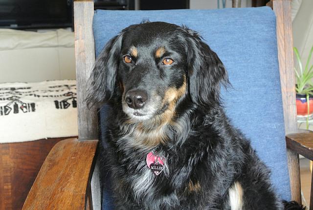 2013-03-16 Max and Millie photo shoot 036