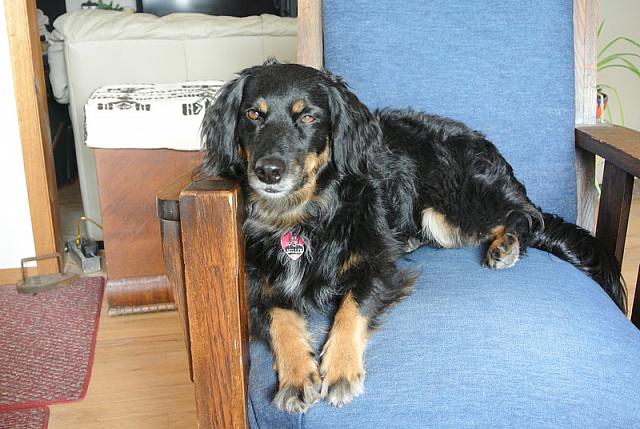 2013-03-16 Max and Millie photo shoot 038