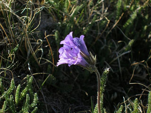 2013-06-22 Powderhorn Wilderness 028
