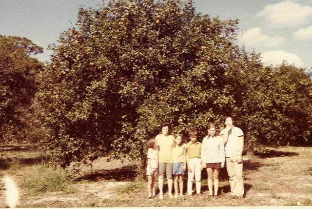 1971c-Piercy family with big orange tree