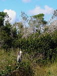 2007-11-29 FLA - Everglades City-Shark Valley Park 46