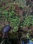 2007-11-29 FLA - Everglades City-Shark Valley Park 48