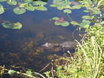 2007-11-29 FLA - Everglades City-Shark Valley Park 64
