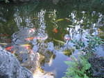2005-12-27 Boca Raton- Japanese Gardens 21