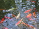 2005-12-27 Boca Raton- Japanese Gardens 22