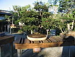 2005-12-27 Boca Raton- Japanese Gardens 23