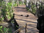 2005-12-28 Boca Raton- Loxahatchee Wildlife Refuge 01