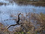 2005-12-28 Boca Raton- Loxahatchee Wildlife Refuge 02