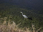 2005-12-28 Boca Raton- Loxahatchee Wildlife Refuge 04