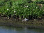 2005-12-28 Boca Raton- Loxahatchee Wildlife Refuge 05