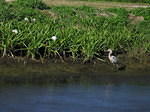 2005-12-28 Boca Raton- Loxahatchee Wildlife Refuge 06