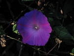 2005-12-28 Boca Raton- Spanish River Park 13