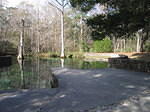 2006-01-06 Ponce De Leon Springs SP 02