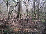 2006-01-06 Ponce De Leon Springs SP 05