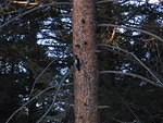 2006-02-22  Pike National Forest 02