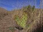 2006-03-11 Ft Davis-Davis Mtn SP