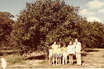 1971c-Piercy family with big orange tree